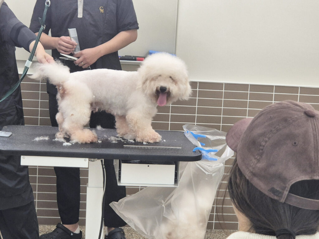 애견미용학원
코리아펫아카데미