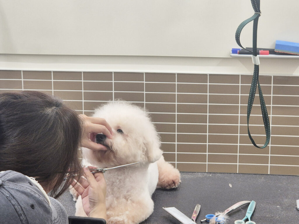 애견미용학원
코리아펫아카데미