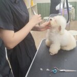 애견미용자격증