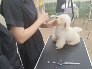 애견미용자격증