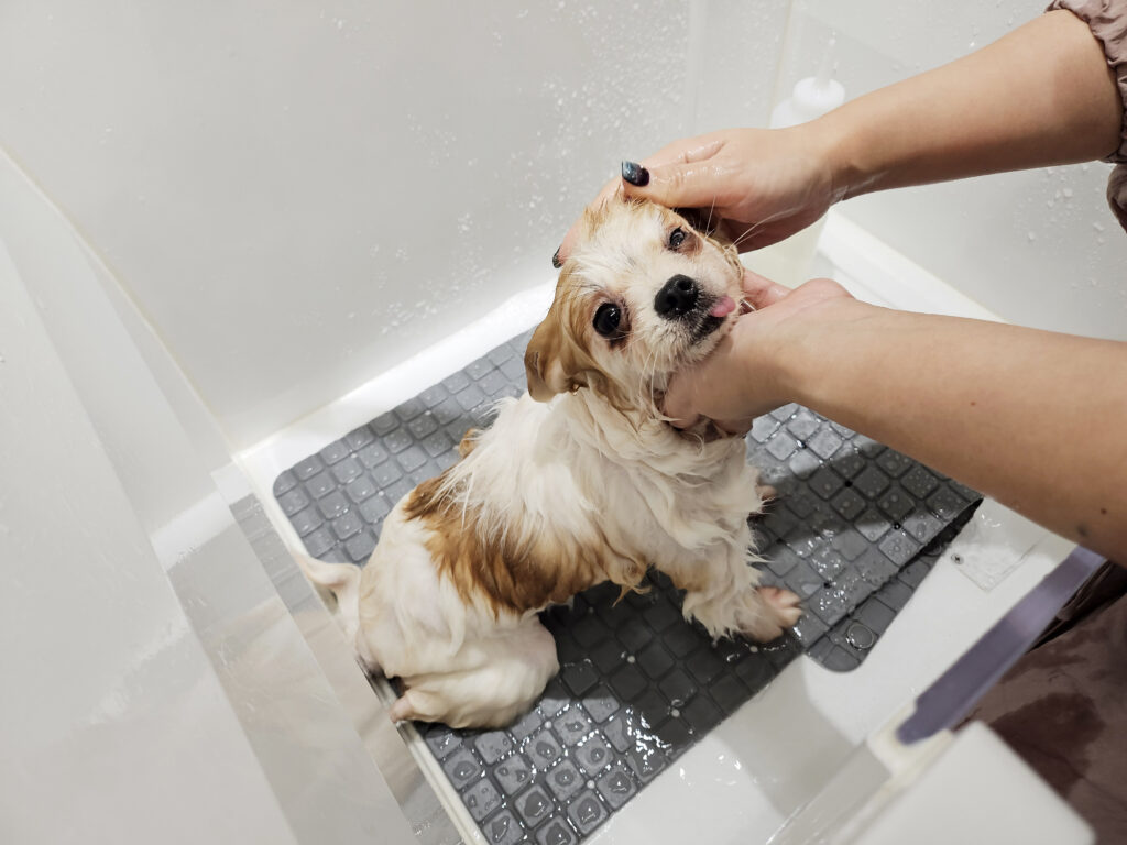 강남애견미용학원