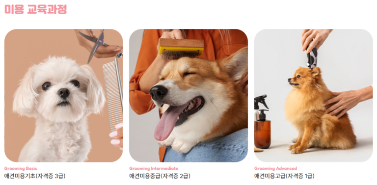 코라아펫아카데미 애견미용 교육과정
