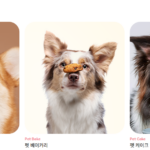 펫푸드학원 펫푸드자격증