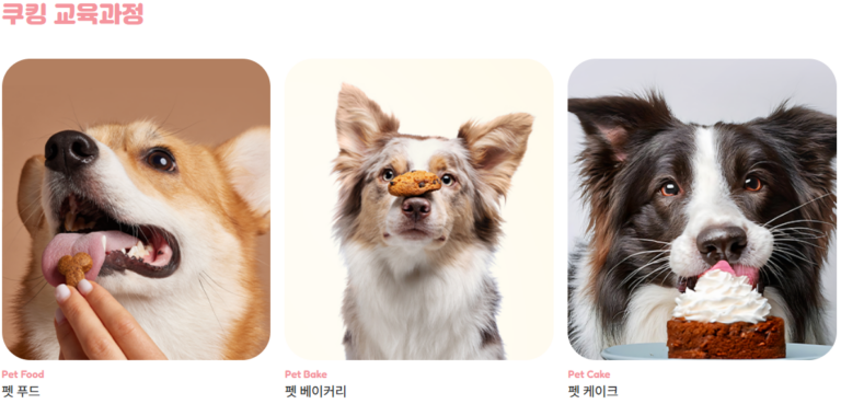 펫푸드학원 펫푸드자격증