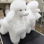 애견미용자격증 코리아펫아카데미