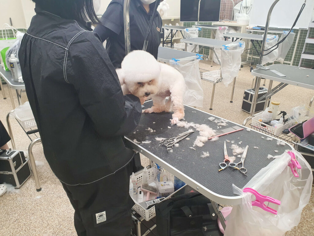코리아펫아카데미, 애견미용학원, 애견미용3급