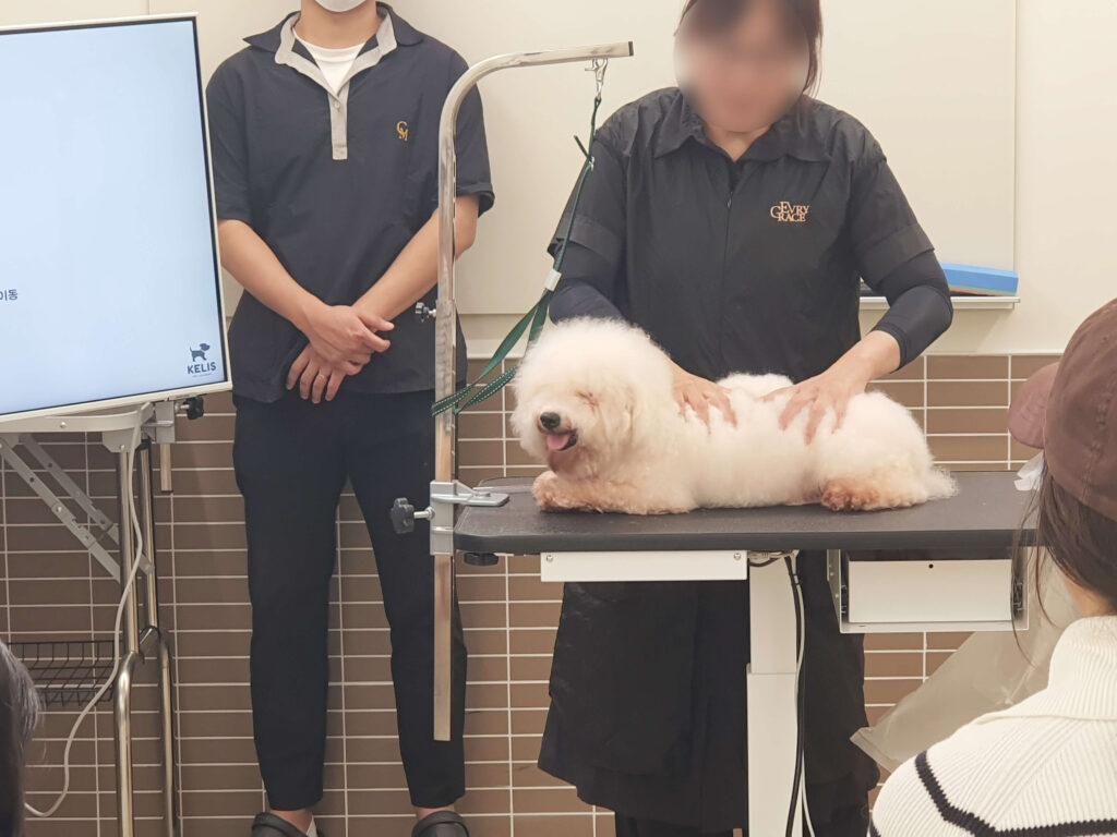 코리아펫아카데미, 애견미용학원, 애견미용3급, 애견미용자격증3급