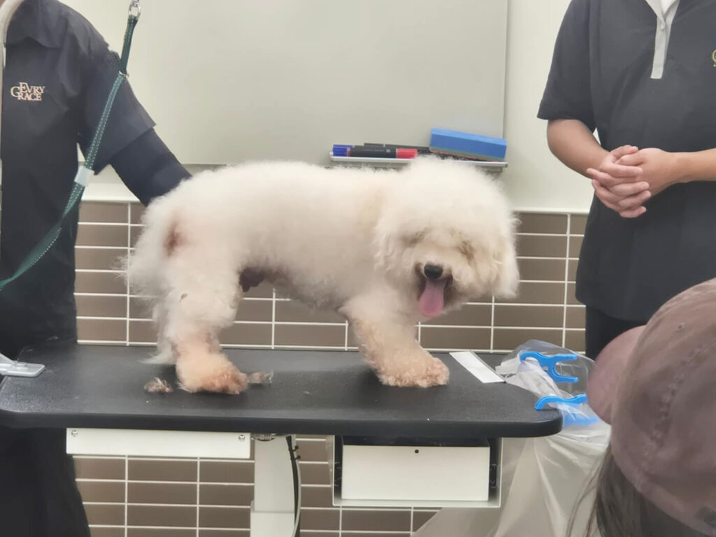 코리아펫아카데미, 애견미용학원