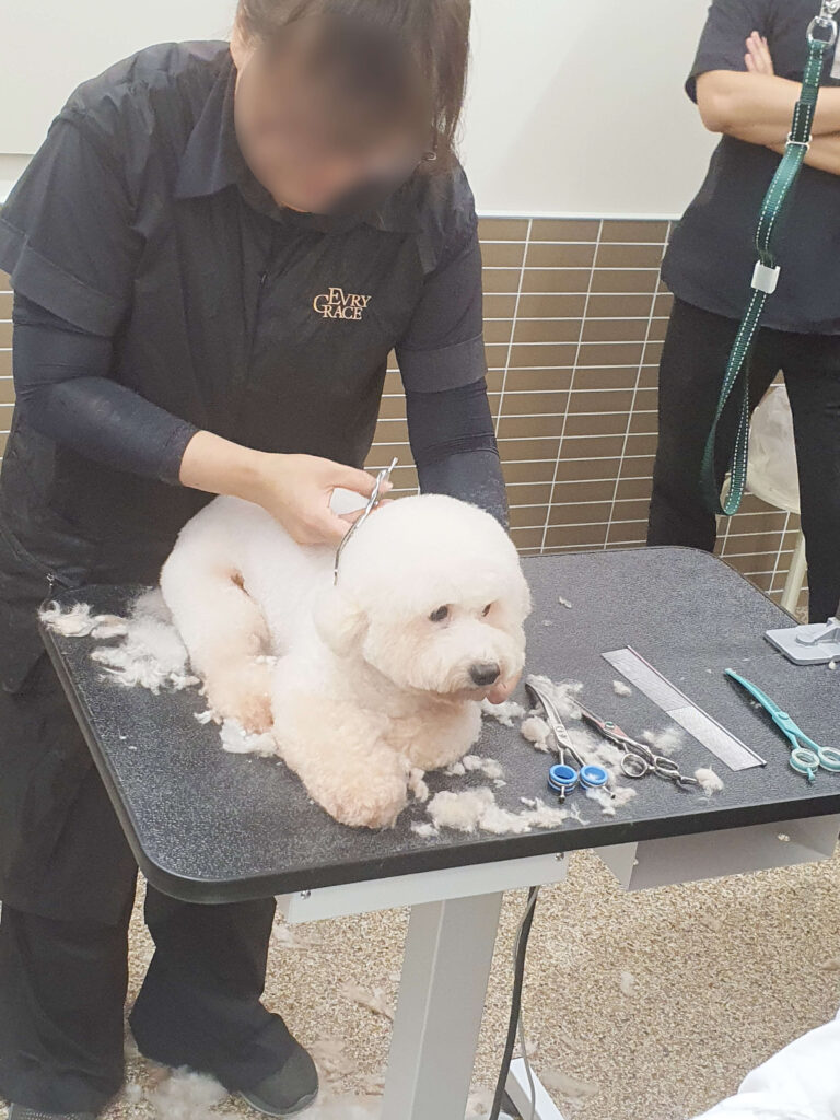 코리아펫아카데미, 애견미용학원