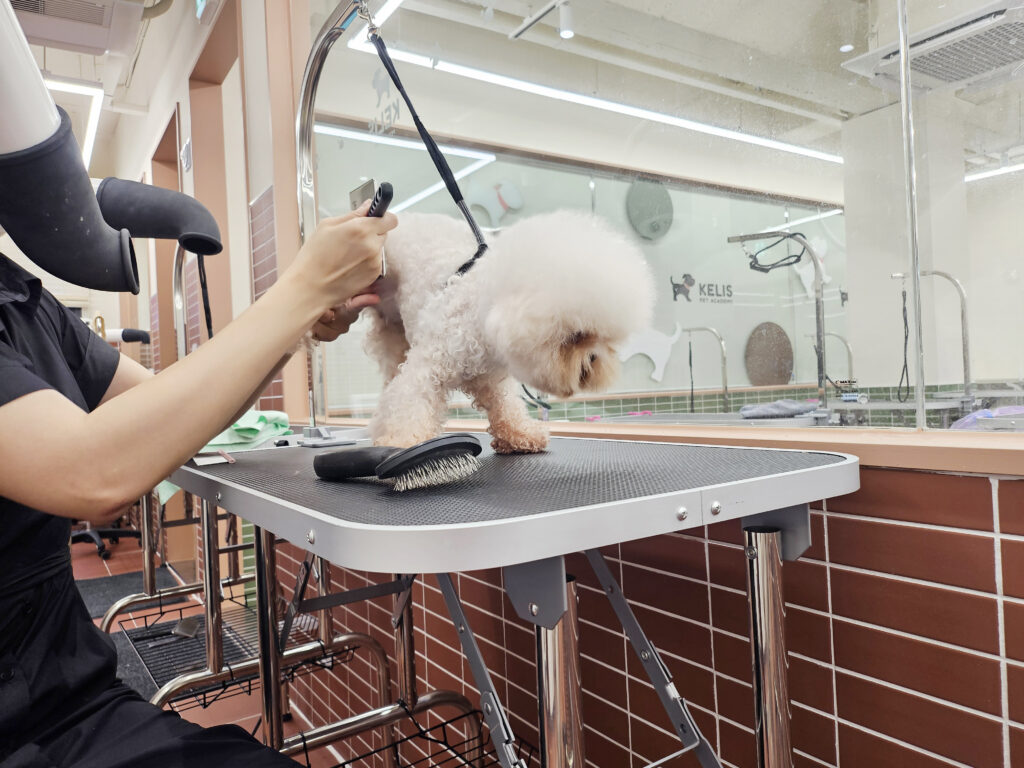 애견미용학원
코리아펫아카데미