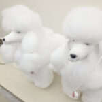 애견미용자격증3급