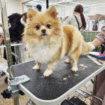 애견미용창업 코리아펫아카데미