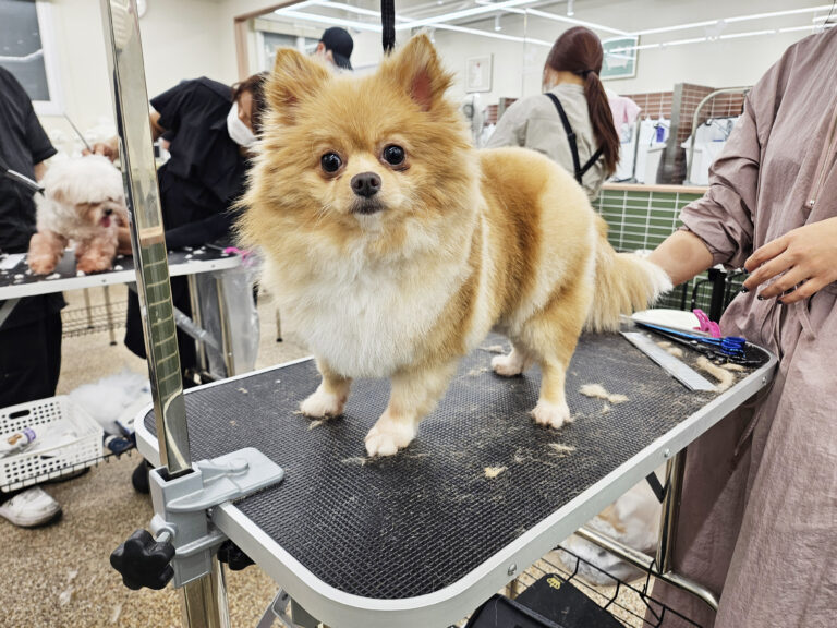 애견미용창업 코리아펫아카데미